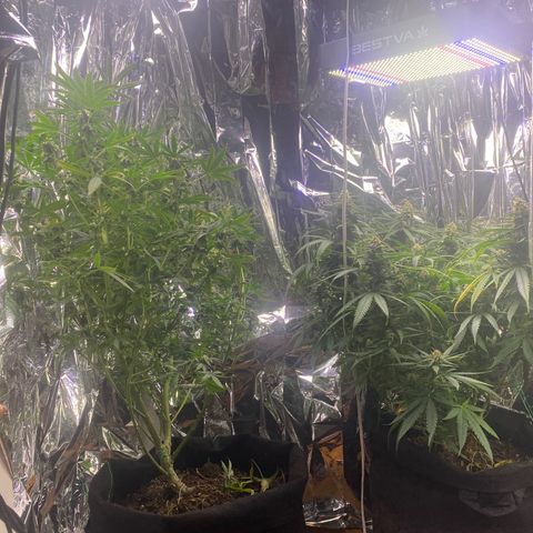Grandmommy Purple growlog photo: My Beautiful Closet Grow