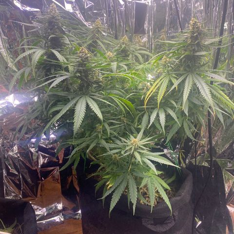 Grandmommy Purple growlog timeline photo
