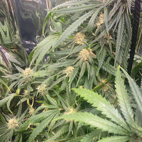 Grandmommy Purple growlog timeline photo