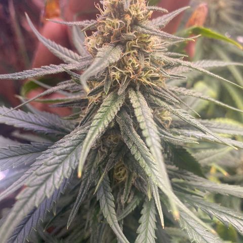Grandmommy Purple growlog timeline photo