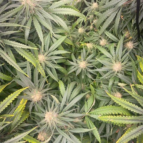 Grandmommy Purple growlog timeline photo