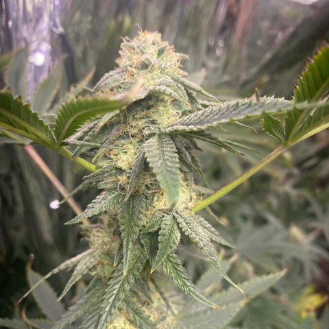 Unknown A growlog timeline photo
