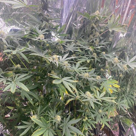 Unknown A growlog timeline photo