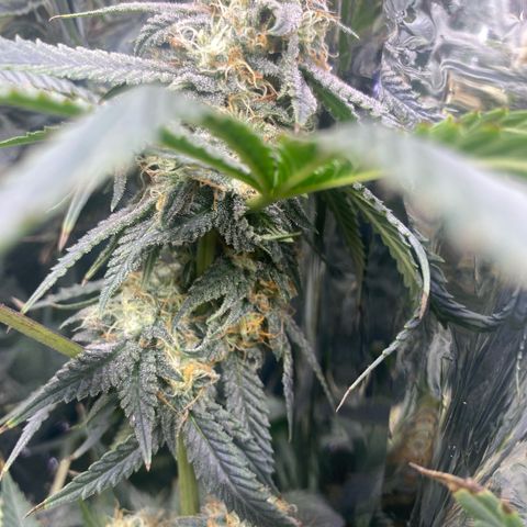 Unknown A growlog timeline photo