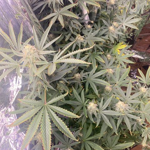 Unknown A growlog timeline photo