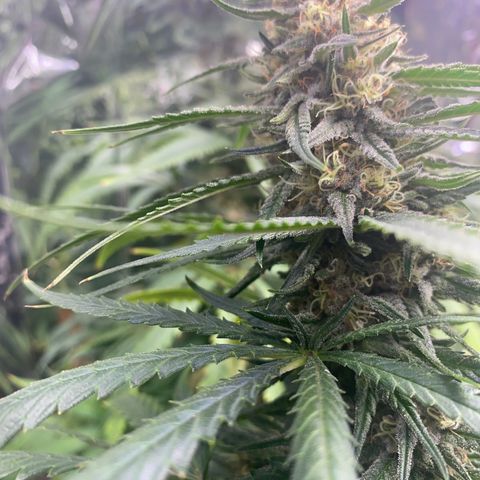 Grandmommy Purple growlog photo: It’s time to harvest! I'm having so much fun growing, I'm going to delay it to give the smaller buds time to perk up.