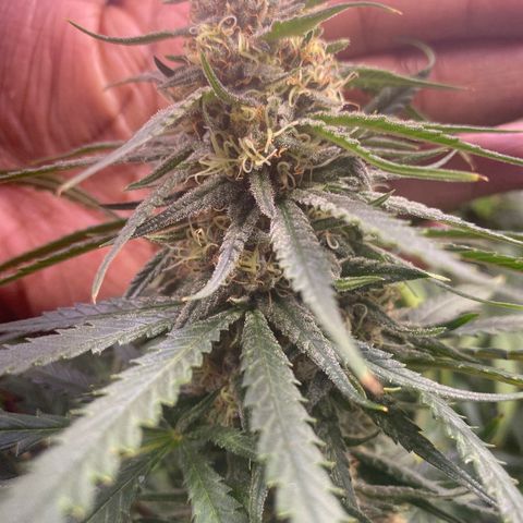 Grandmommy Purple growlog timeline photo