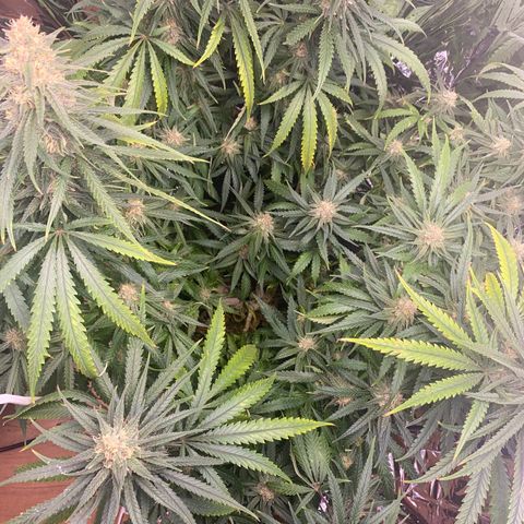 Grandmommy Purple growlog photo: It’s time to harvest! I'm having so much fun growing, I'm going to delay it to give the smaller buds time to perk up.