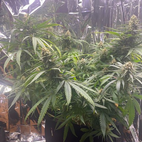 Grandmommy Purple growlog photo: It’s time to harvest! I'm having so much fun growing, I'm going to delay it to give the smaller buds time to perk up.