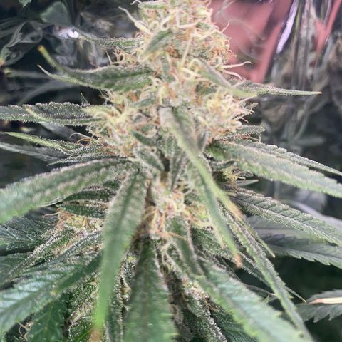 Grandmommy Purple growlog photo: It’s time to harvest! I'm having so much fun growing, I'm going to delay it to give the smaller buds time to perk up.