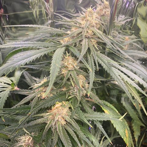 Grandmommy Purple growlog photo: It’s time to harvest! I'm having so much fun growing, I'm going to delay it to give the smaller buds time to perk up.