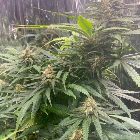 Grandmommy Purple growlog photo: It’s time to harvest! I'm having so much fun growing, I'm going to delay it to give the smaller buds time to perk up.