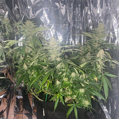Grandmommy Purple growlog timeline photo