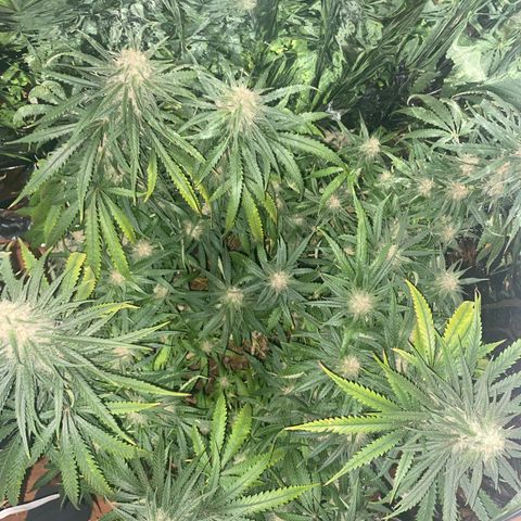 Grandmommy Purple growlog timeline photo