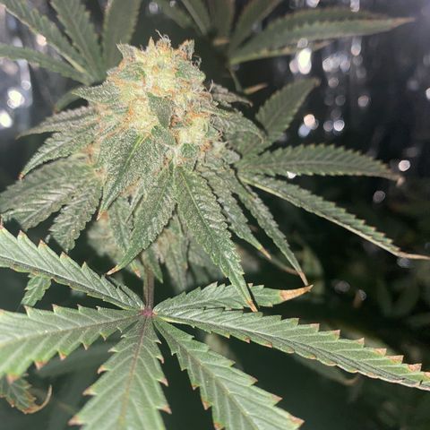 Unknown A growlog timeline photo