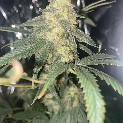 Unknown A growlog timeline photo