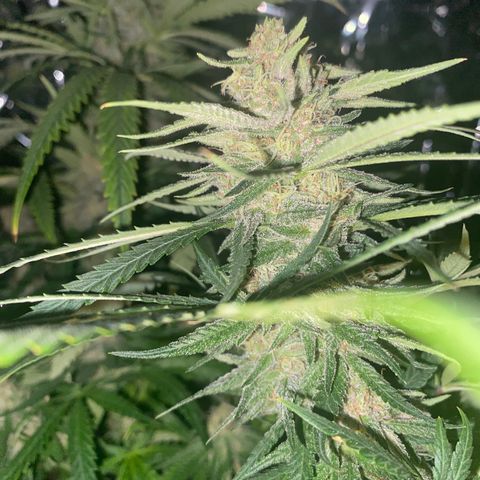 Grandmommy Purple growlog timeline photo