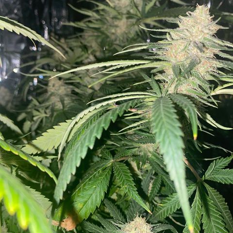 Grandmommy Purple growlog timeline photo