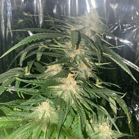 Grandmommy Purple growlog timeline photo