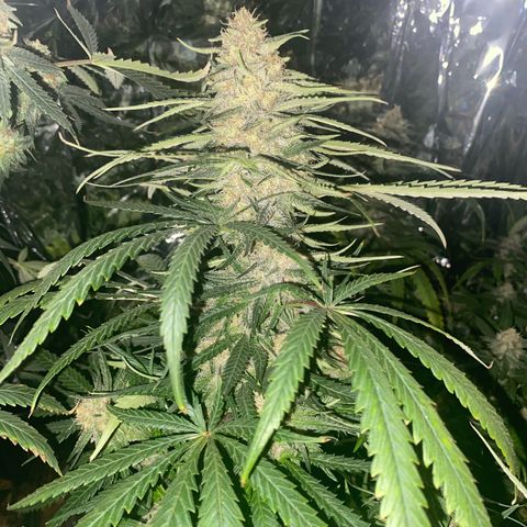 Grandmommy Purple growlog timeline photo