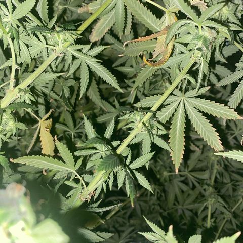 Unknown A growlog timeline photo