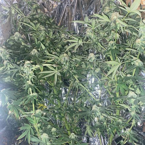Unknown A growlog photo: I never trained this tree out of curiosity and it shows. For a 2 year old seed found in a blunt, it exceeds my expectations either way. I will harvest this soon. I've been & will continue to grow because that's the fun part.