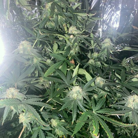Unknown A growlog timeline photo