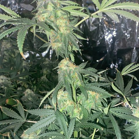 Unknown A growlog timeline photo