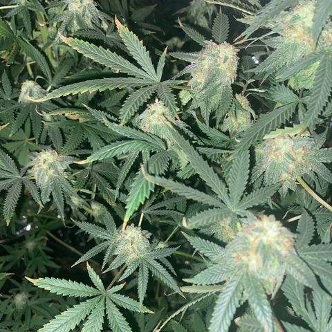 Unknown A growlog timeline photo