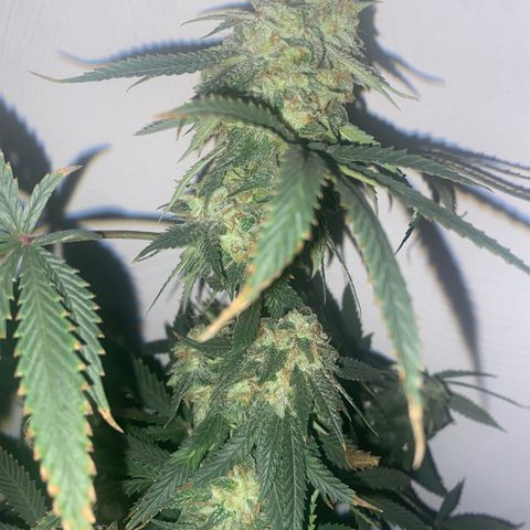 Unknown A growlog photo: Chop Day 🥲