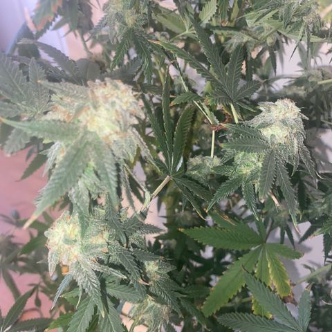 Unknown A growlog photo: Chop Day 🥲