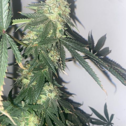Unknown A growlog photo: Chop Day 🥲