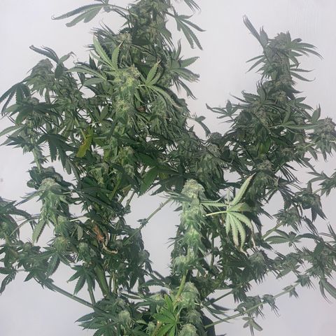 Unknown A growlog photo: Chop Day 🥲