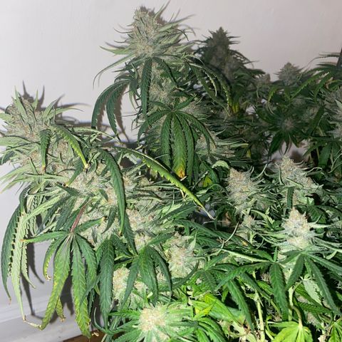 Grandmommy Purple growlog timeline photo