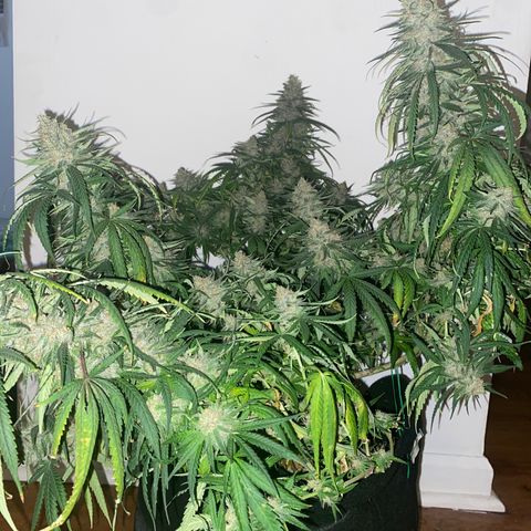 Grandmommy Purple growlog timeline photo
