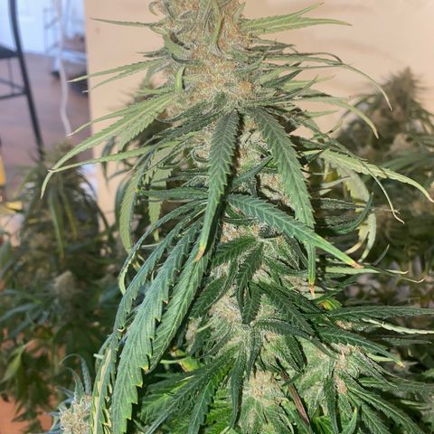 Grandmommy Purple growlog timeline photo