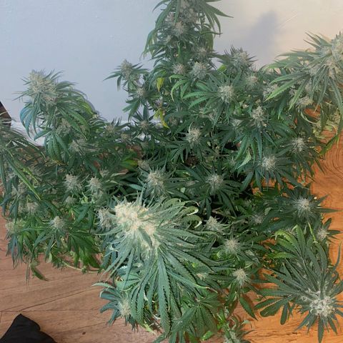 Grandmommy Purple growlog timeline photo