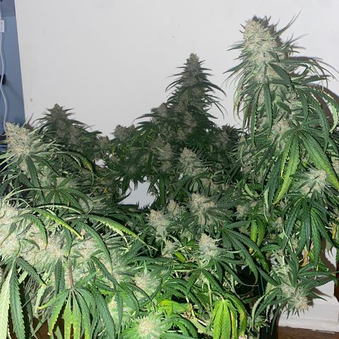 Grandmommy Purple growlog timeline photo