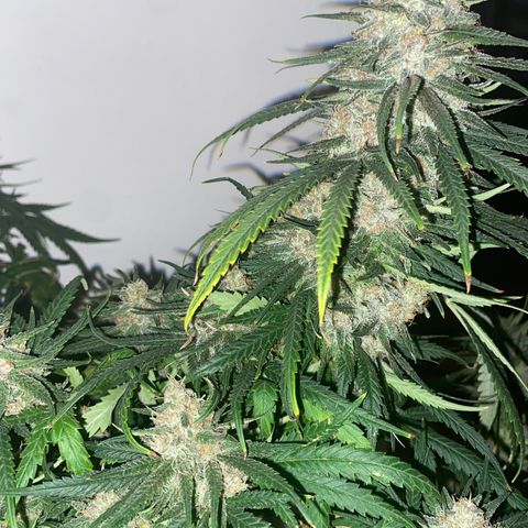 Grandmommy Purple growlog timeline photo