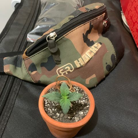 Bud love s2  growlog timeline photo