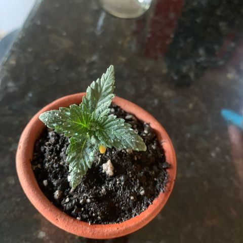Bud love s2  growlog timeline photo