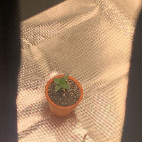 Bud love s2  growlog timeline photo