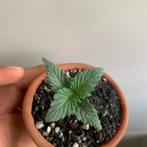 Bud love s2  growlog timeline photo