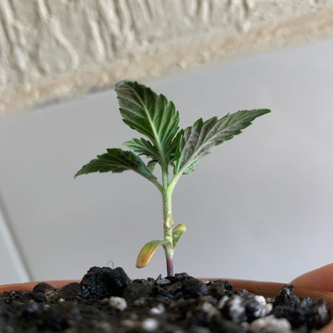 Bud love s2  growlog timeline photo