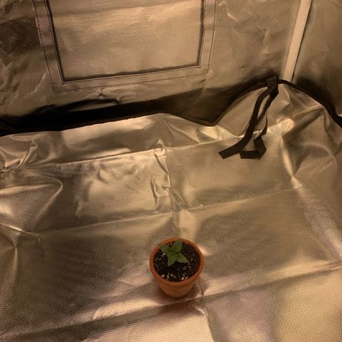 Bud love s2  growlog timeline photo