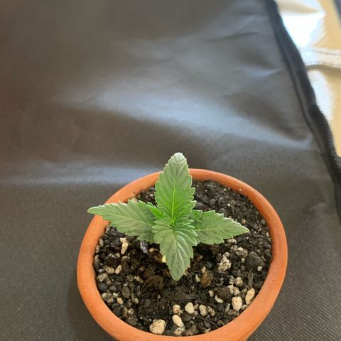 Bud love s2  growlog timeline photo