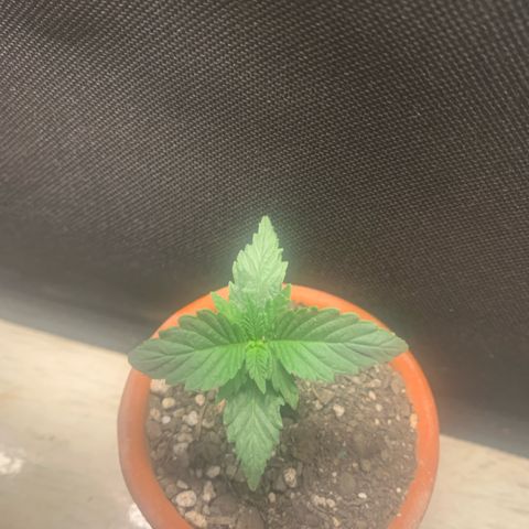 Bud love s2  growlog timeline photo