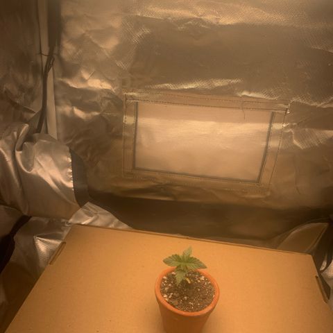Bud love s2  growlog timeline photo