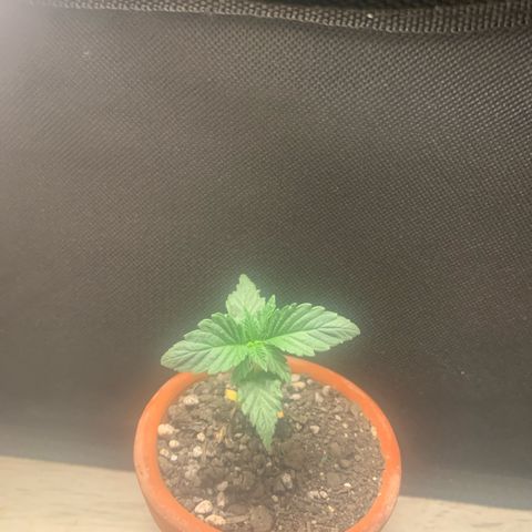 Bud love s2  growlog timeline photo