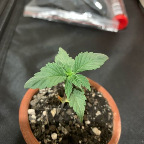 Bud love s2  growlog timeline photo